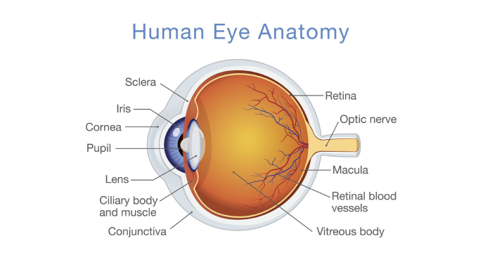 Exploring the Anatomy of the Human Eye