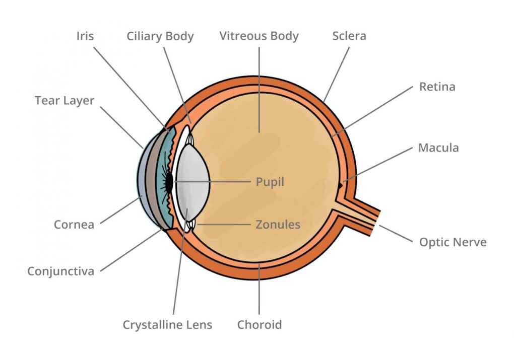 Exploring the Anatomy of the Human Eye